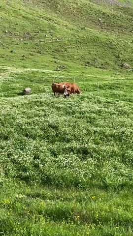 A herd of brown and white cows are grazing in a lush green meadow dotted with small white flowers. The meadow is on a gentle slope, with a steeper, rocky hillside in the background. The cows are spread out, with some in the foreground and others further back. The weather appears to be clear and sunny.