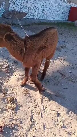 The video shows a small brown goat standing on a concrete or stone surface outdoors. The goat is tethered with a rope around its neck. The background includes a wall made of stones. At the end, the goat turns its head to face the camera.