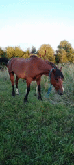 Horse grazing at golden hour in a Belarusian field