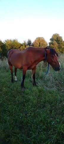 A brown horse with a white blaze on its face and white socks on its hind legs stands in a grassy field, grazing. The horse is wearing a blue halter. Trees and a clear sky are visible in the background. The video appears to be taken during the daytime, possibly late afternoon given the lighting.