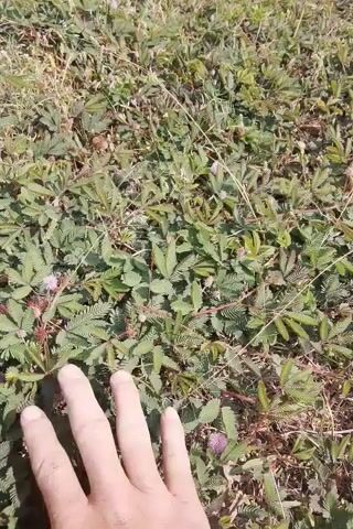 A hand moves through a patch of dense, low-lying green plants, some with small pink or purple flowers. The plants have feathery, compound leaves and appear to be sensitive to touch, as some of the leaves are folded inwards. The ground is covered in these plants, with some dry grass and soil visible. The lighting suggests an outdoor environment, likely during the day.