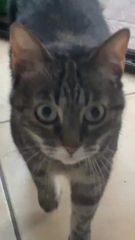 A tabby cat with green eyes is filmed at eye level on a tiled floor. The cat is looking directly at the camera. The cat blurs out of focus and then the video ends.