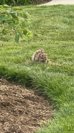 Rabbit spotted running across grass in Hanover Park