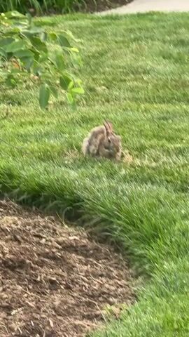 The video shows a rabbit sitting in a patch of green grass. Some mulch is visible at the edge of the grass, and a tree branch with leaves is in the upper left of the frame. The rabbit is mostly grey and brown with its ears up. The background consists of more green grass and a sidewalk in the distance.