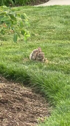 Rabbit spotted running across grass in Hanover Park