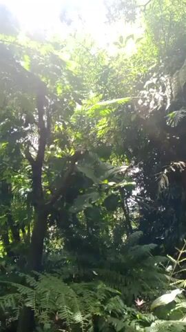 The video shows a view looking up into a dense, green forest canopy. Sunlight filters through the leaves, creating bright patches and shadows. Various types of foliage, including ferns and larger-leafed plants, are visible. The camera appears to be held steady or is slowly panning upwards. There are no people or animals visible in the frame. The environment is lush and appears to be a natural, possibly tropical, setting.