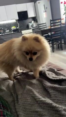 A light-colored Pomeranian dog walks on a gray blanket. A person's hand wearing a green and black plaid sleeve pets the dog. The background shows a kitchen area with appliances and dining furniture.