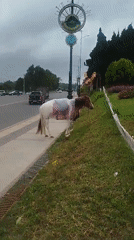 Da Lat street life: horses, temples, and puppies on a July morning