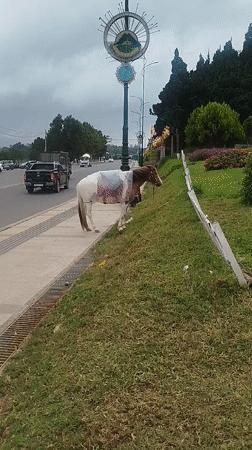 Da Lat street life: horses, temples, and puppies on a July morning