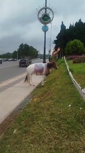Da Lat street life: horses, temples, and puppies on a July morning