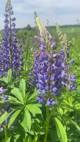 This is a close-up, vertical shot of purple lupine flowers in a field on a sunny day. A bee is visible on one of the flower stalks, appearing to be collecting nectar. The background is blurred but shows more lupine flowers and green foliage, suggesting a meadow or garden setting. The sky is visible at the top, with some clouds. The video focuses on the detailed texture and color of the flowers and the bee's activity.
