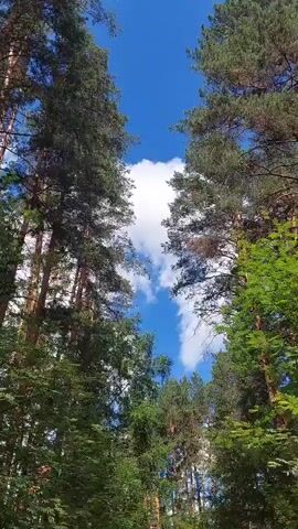 The media file shows a low-angle view looking up through a forest canopy towards a bright blue sky with scattered white clouds. Tall pine trees with green needles dominate the foreground, their trunks a warm brown. Interspersed among the pines are other trees with lighter green foliage. The overall impression is of a vibrant, sunlit forest on a clear day. There are no people or man-made objects visible. The bright sky and fluffy clouds suggest it is daytime, likely mid-morning or afternoon. The lush green of the trees indicates a warm season, possibly spring or summer. The abundance of pine trees might suggest a temperate or boreal forest environment. The image evokes a sense of peace and natural beauty, with the towering trees creating a natural frame around the sky. There is no visible text in the media file.