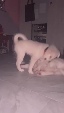 The video shows two white puppies playing indoors on a tiled floor. The puppies are wrestling and biting each other. In the background, there is a dark-colored tote bag hanging on a wall, a piece of furniture with drawers, and a tall cabinet with shelves. The lighting is dim.