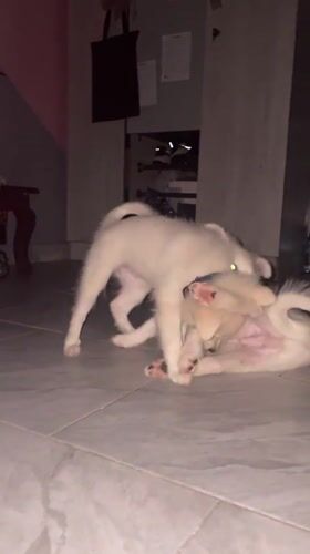 Playful white puppies at home in Iyafin, Nigeria