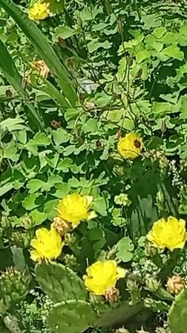 The video displays a close-up view of prickly pear cactus plants with several bright yellow flowers in bloom. Green foliage from other plants forms a dense backdrop. One yellow flower at the top right has a dark center. A small insect, possibly a bee, is visible on one of the yellow flowers in the lower center. The scene appears to be outdoors, likely in a garden or natural setting, with sunlight illuminating the plants. The camera pans slightly, offering a dynamic view of the blooming cacti and surrounding greenery.