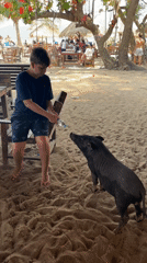 Boy feeds pigs with water bottle at beachside restaurant