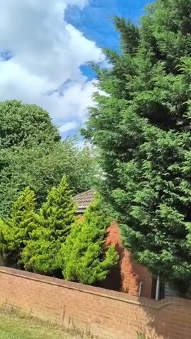 A panning shot of a residential yard on a sunny day. In the foreground, a low brick wall runs horizontally. Behind the wall, lush green trees, varying in size and shape, fill the frame. Some trees are tall and conical, while others are more bushy. A small portion of a brick house is visible through the foliage. The sky above is blue with fluffy white clouds. The camera pans to the right, revealing more of the dense greenery and the blue sky.