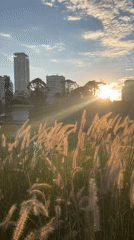 Golden hour moment captured at Buenos Aires urban park