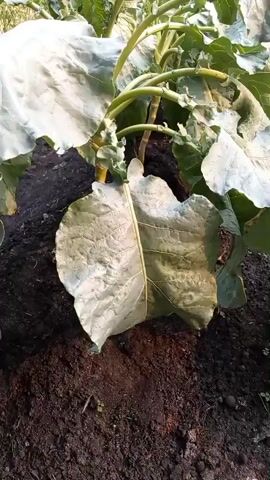 A close-up, slightly shaky video pans over a row of leafy green plants, likely cabbage or kale, growing in dark soil. The plants have large, pale green leaves, some of which show signs of damage, with holes and torn edges. The sun appears to be low in the sky, casting long shadows and creating a warm, golden light on the leaves. The plants are in various stages of growth, with some appearing larger and more mature than others. The overall impression is one of a garden or field setting, with the focus on the healthy and damaged parts of the plants.