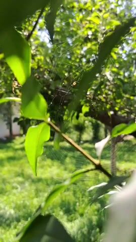 A close-up shot focuses on a spiderweb and a spider on a tree branch. Green leaves are in the foreground and background, and sunlight filters through the leaves. The overall scene is one of a natural outdoor environment, likely a garden or park, bathed in sunlight.