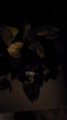 A blurry nighttime video begins with a close-up of some dark green leaves, possibly from a houseplant, with some of the leaves appearing yellowish. The camera then pans and tilts downward, revealing a dark, out-of-focus area. As the video progresses, the scene becomes slightly clearer, showing a dark paved area with some faint shapes in the distance. The camera then pans to the right, revealing a street scene at night. There is a building with lights on in the background, and several vehicles are parked or driving. The foreground is mostly dark, but a white car is visible in the middle ground. The camera continues to pan and tilt, capturing various angles of the street and parked vehicles. The video ends as it pans away from the scene.