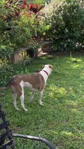 The video shows a medium-sized dog in a grassy yard. The dog is mostly white, with brown markings on its back and rear. It wears a red collar. The dog stands in the grass, looking to the right of the frame. Behind the dog is a bench with greenery. A person off-camera calls the dog's name and makes a kissing sound. The dog turns its head and looks directly at the camera, panting.