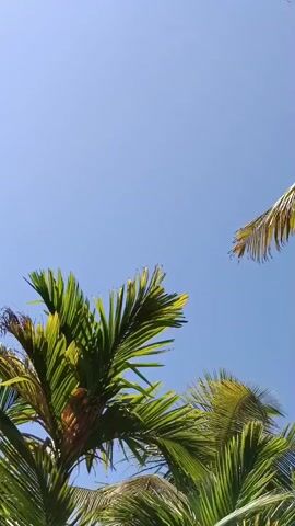 The video shows a low-angle view looking up at palm trees against a clear blue sky. The leaves of the palm trees are green and appear to be swaying slightly. The bark of one of the palm trees is visible, showing a textured, rough surface. The overall impression is of a sunny, tropical environment.