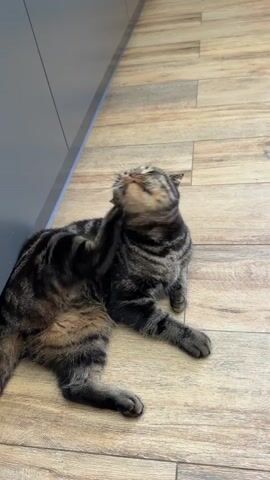 A tabby cat is lying on a wooden floor. It is scratching its head with its hind leg. A small dog, with black and white spots, approaches the cat and sniffs it. The cat stops scratching and looks at the dog. The dog continues to sniff the cat. The cat then closes its eyes and rests its head on its paws. The floor has a wood plank pattern. A gray cabinet is visible in the background on the left.