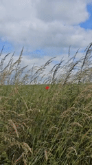 Rural Belgium countryside walk with wildflowers and grazing cattle