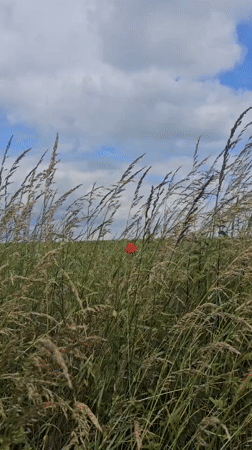 Rural Belgium countryside walk with wildflowers and grazing cattle