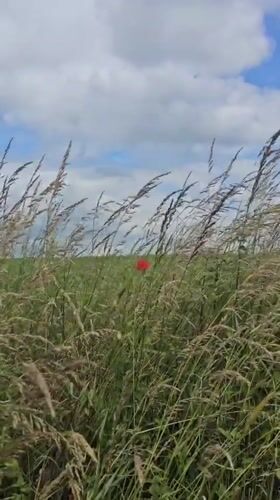 Rural Belgium countryside walk with wildflowers and grazing cattle
