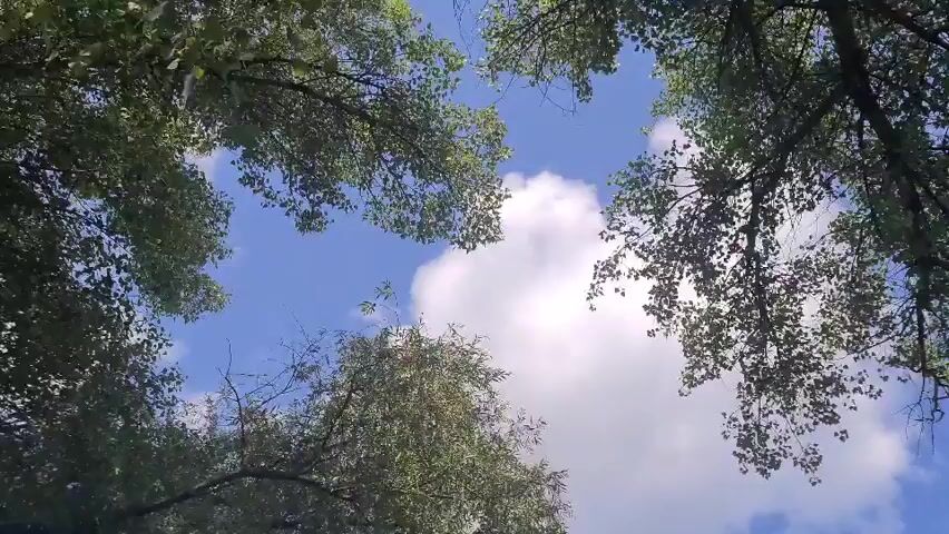 The video shows a low-angle view looking up through the branches of trees towards a bright blue sky with scattered white clouds. The leaves on the trees are green and appear to be rustling slightly, suggesting a gentle breeze. The camera pans and tilts, capturing different sections of the canopy and sky. Sunlight filters through the leaves, creating dappled patterns. There are no people or animals visible in the frame. The overall impression is one of a peaceful outdoor scene on a sunny day.