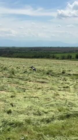 The video shows a field with newly cut grass on a bright day. There are several storks in the field, some walking around. In the distance, there are trees and a range of mountains under a blue sky with scattered clouds. The perspective is wide, showing a broad landscape.