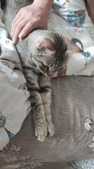 Tabby cat sleeps, receives pets on patterned bed in Russia
