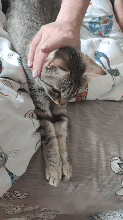 Tabby cat sleeps, receives pets on patterned bed in Russia
