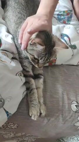 A person is petting a cat on a bed. The cat is lying down, mostly under a white blanket with a playful cat design. The cat is gray and brown tabby, with its front paws extended downwards. The person's hand is on the cat's head and back, petting it gently. The bed has a gray patterned sheet underneath the blanket. The scene is indoors, likely in a bedroom.