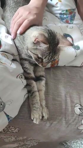 Tabby cat sleeps, receives pets on patterned bed in Russia