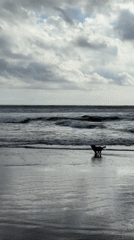 Person walks dogs on overcast beach morning