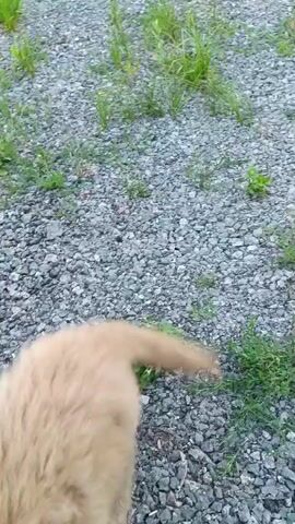 The video shows a light brown puppy with fluffy fur on a gravelly surface dotted with green vegetation. The puppy looks directly at the camera, then turns its head to the right. A human hand briefly appears and gestures towards the puppy. The puppy then moves its head away from the camera.