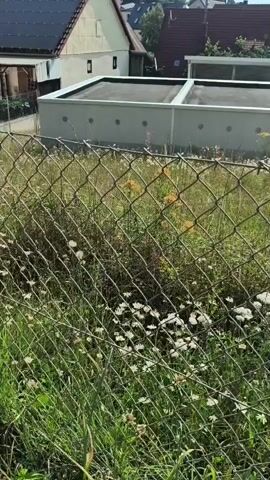 The video shows a grassy field with white daisies and yellow flowers, separated from the viewer by a chain-link fence. In the background, there are buildings with red roofs, and two rectangular structures with flat, dark roofs. The scene appears to be outdoors on a sunny day.