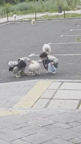 Two children are interacting with a white fluffy dog in a parking lot. One child is crouched down and petting the dog, while the other child stands nearby. There are other dogs in the background, and the environment appears to be outdoors with some greenery. One child is holding a blue cloth or towel.