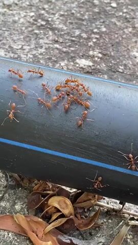 A group of red ants are clustered on a black pipe. The ants are moving and interacting with each other. Some ants are on the pipe, while others are on the ground around it. The pipe is dark and has a blue stripe around it. The ground is covered in gravel and some dried leaves. The lighting is natural and appears to be outdoors.