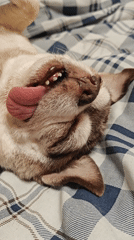 Chihuahua rests upside down on owner's lap in Saint Petersburg