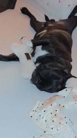A black and white French Bulldog is captured in a close-up, high-angle shot, sleeping deeply on its back. The dog, with a mostly black coat and white markings on its chest and paws, lies on a light-colored surface, likely a bed, with its paws curled upwards. Its eyes are closed in peaceful slumber. One of its front paws gently holds a white, plush object, possibly a stuffed animal or a slipper, which rests near its head. A small, unreadable brown label is visible on the side of the plush item. In the bottom right corner of the frame, a light-colored garment with black polka dots, made of a satin-like material, is casually placed. The background is softly blurred, indicating an indoor setting. The overall mood conveyed is one of extreme comfort and relaxation, as the dog appears completely at ease in its deep sleep. The scene takes place in Strömstad, Sweden.