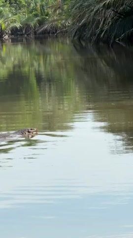 A monitor lizard swims in a murky body of water. The lizard's head and a portion of its body are visible above the water's surface. The surrounding environment is lush with green foliage, likely trees and palm fronds, reflected in the water. The water itself appears calm with subtle ripples. The lighting suggests it is daytime.