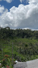 Dawn documentation of Tegallalang Rice Terraces in Bali