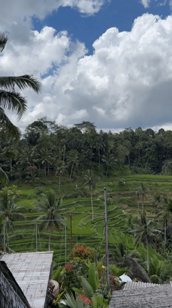 Dawn documentation of Tegallalang Rice Terraces in Bali