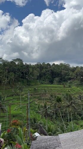 Dawn documentation of Tegallalang Rice Terraces in Bali