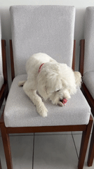 Small white dog sits attentively on chair indoors