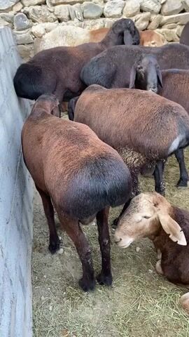 The video shows a group of sheep in an enclosure. The enclosure has a stone wall in the background and a concrete wall on the left side. The ground is covered with hay. Most of the sheep are brown with some darker markings, while a few are black. One sheep in the foreground is lying down, facing towards the right. The other sheep are standing, some facing towards the concrete wall, and others are looking in various directions. The lighting suggests it is daytime.